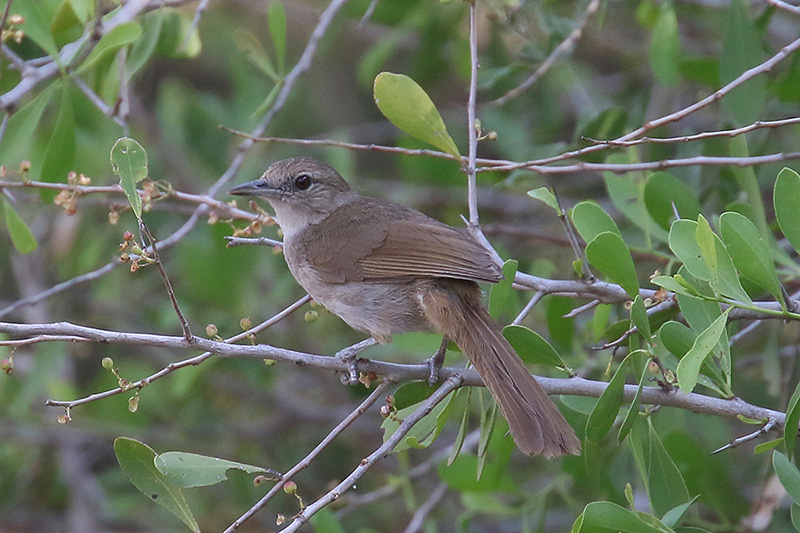 Terrestrial Brownbul by Mick Dryden