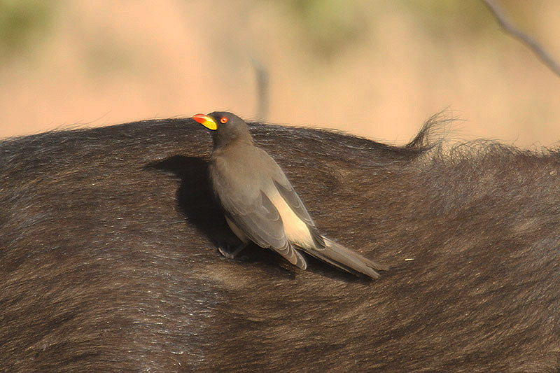 Yellow-billed Oxpecker by Mick Dryden