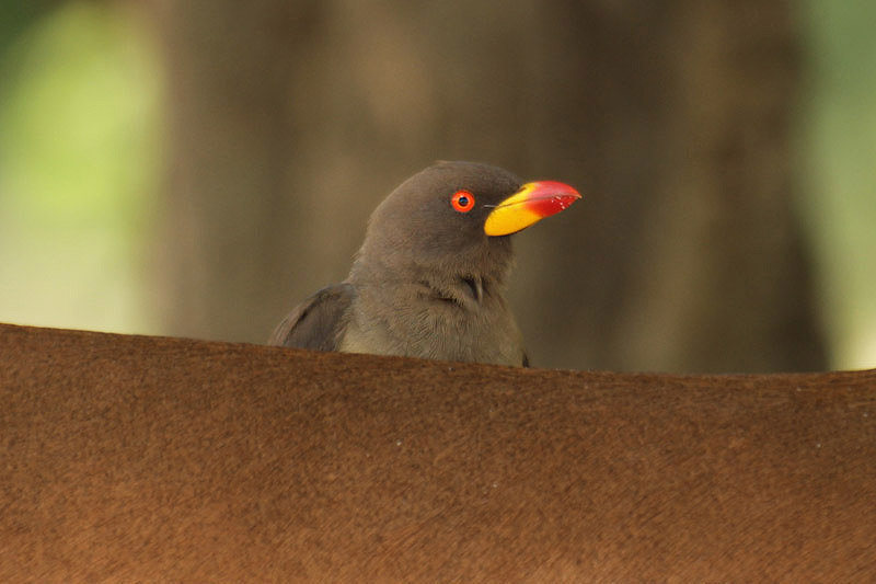 Yellow-billed Oxpecker by Mick Dryden