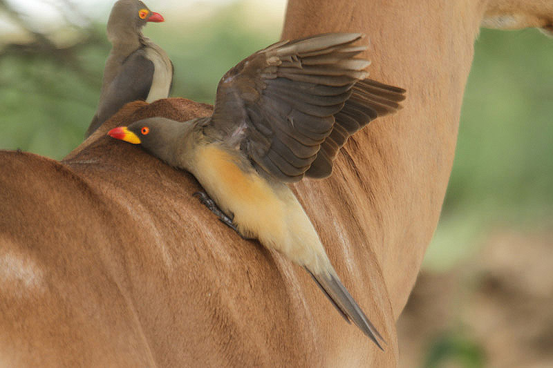 Yellow-billed Oxpecker by Mick Dryden