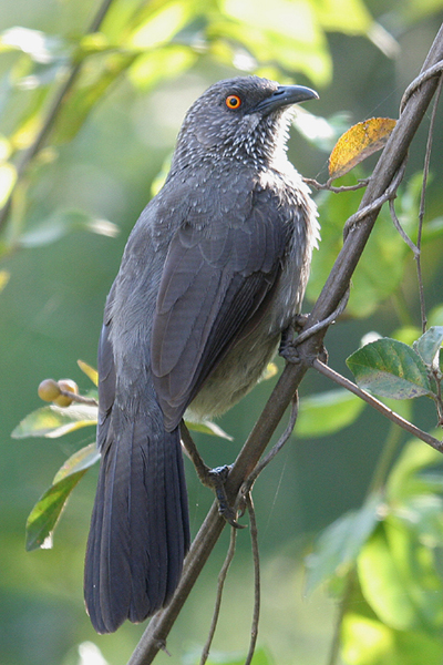 Arrow-marked Babbler by Mick Dryden