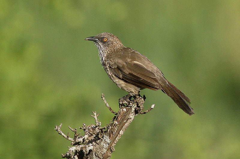 Arrow marked Babbler by Mick Dryden