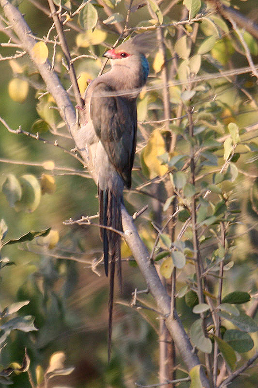 Blue-naped Mousebird by Mick Dryden