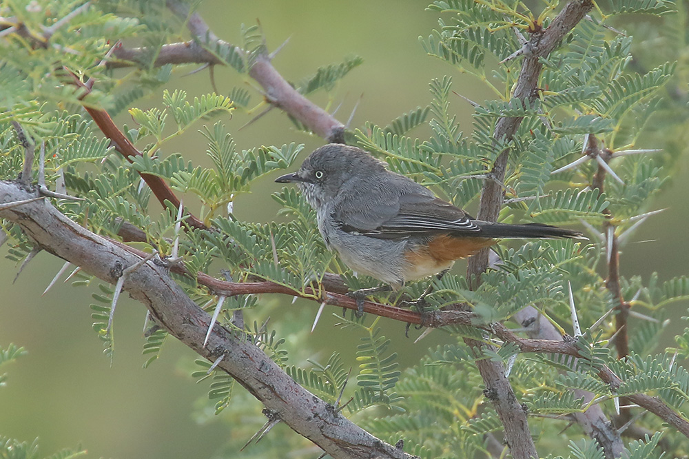 Chestnut vented Tit Babbler by Mick Dryden