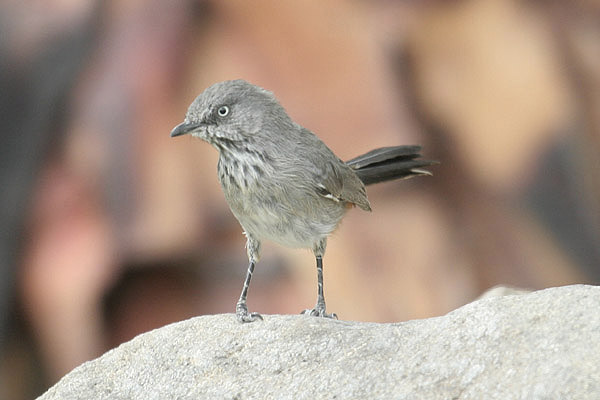 Chestnut-vented Tit-babbler by Mick Dryden