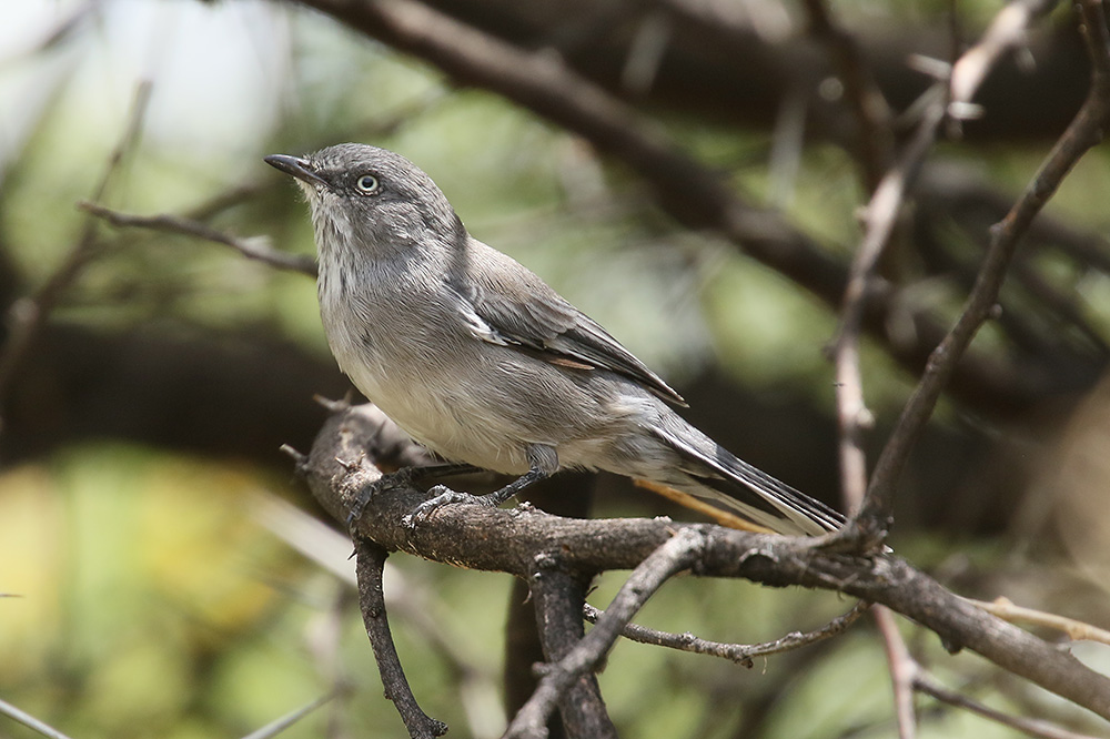 Layards Tit Babbler by Mick Dryden