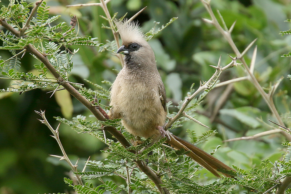 Speckled Mousebird by Mick Dryden