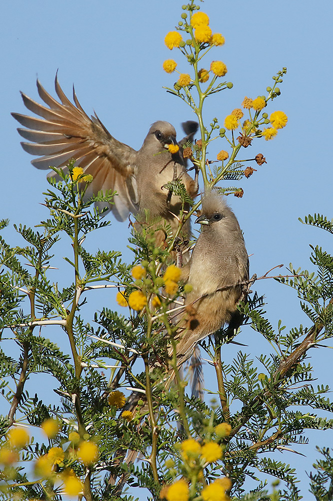 Speckled Mousebird by Mick Dryden