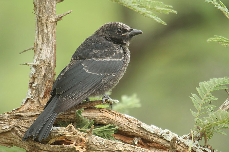 Fork-tailed Drongo by Mick Dryden