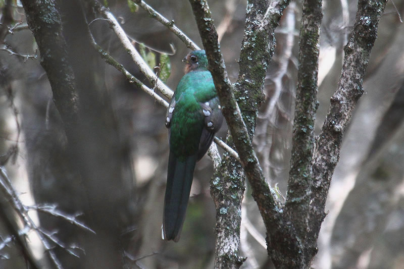 Narina Trogon by Mick Dryden