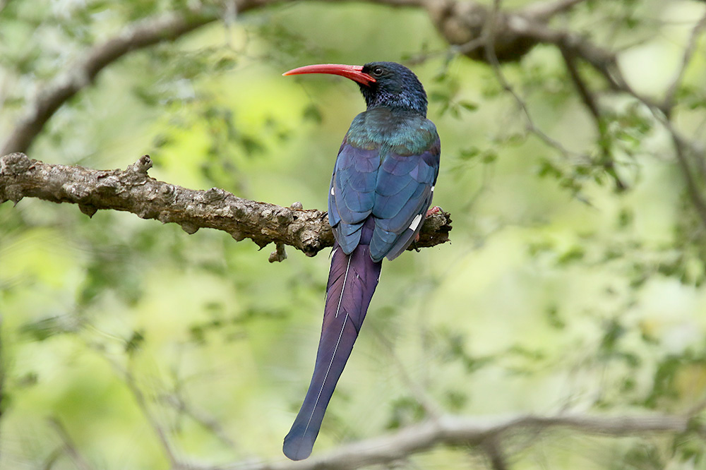 Red billed Woodhoopoe by Mick Dryden