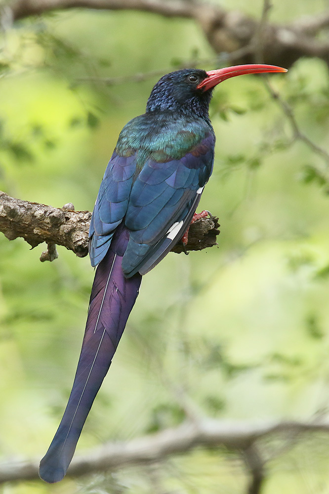 Red billed Woodhoopoe by Mick Dryden