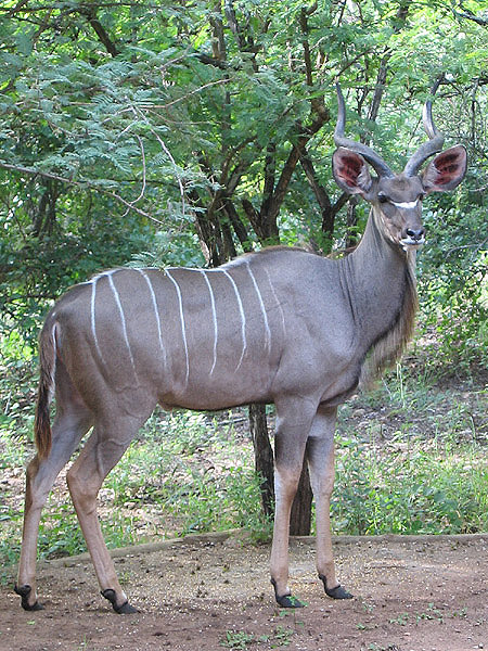 Kudu by Lynne Dryden