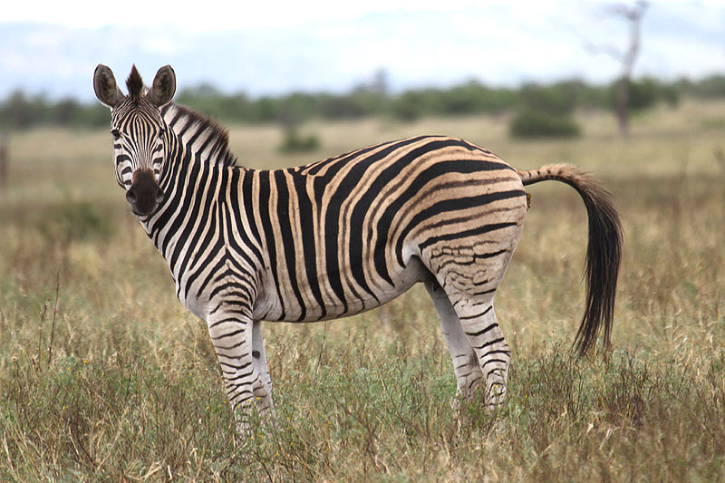 Zebra by Mick Dryden