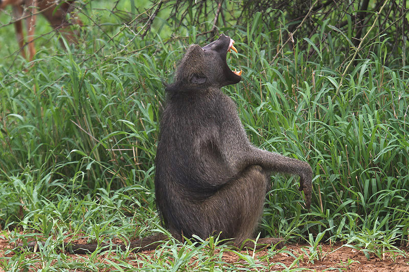 Baboon by Mick Dryden