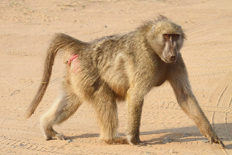 Baboon by Mick Dryden