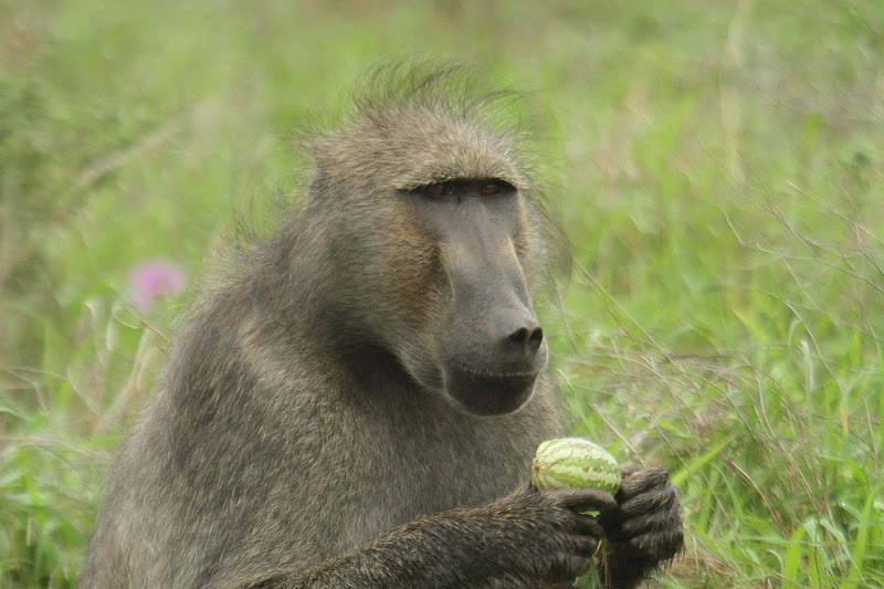 Baboon by Mick Dryden