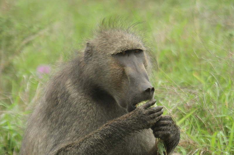 Baboon by Mick Dryden