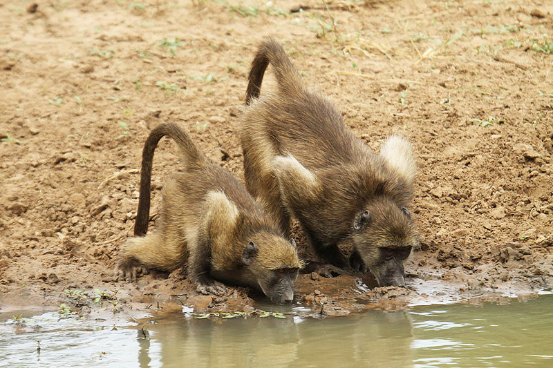 Baboons by Mick Dryden