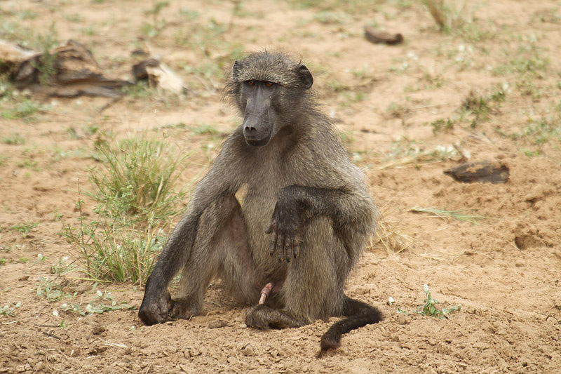 Baboon by Mick Dryden