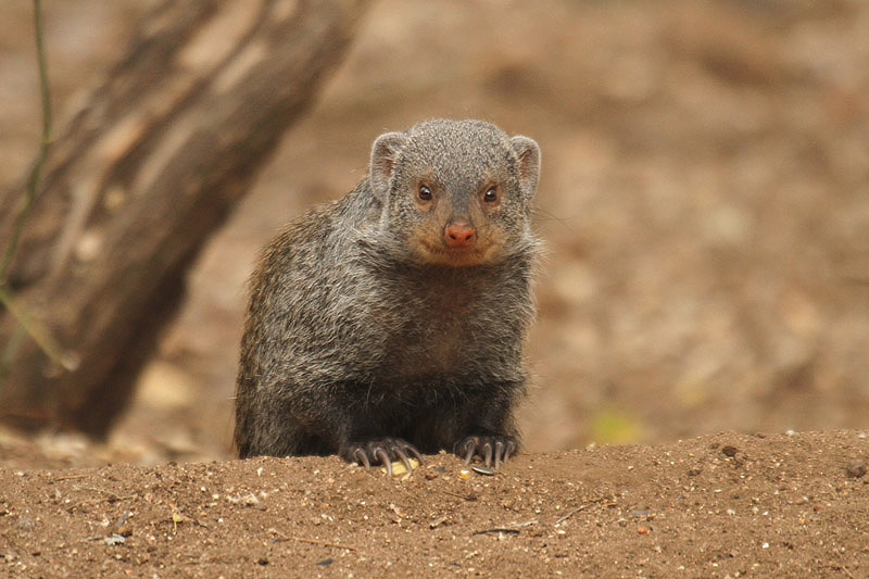 Banded Mongoose by Mick Dryden