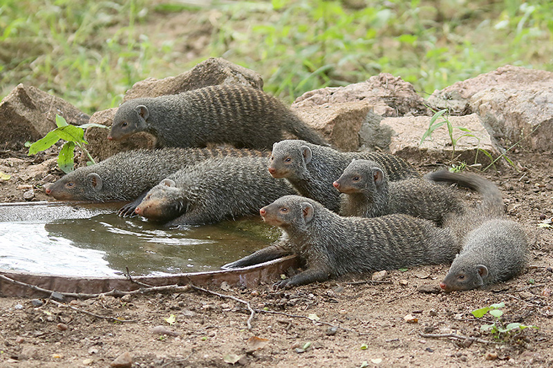 Banded Mongoose by Mick Dryden