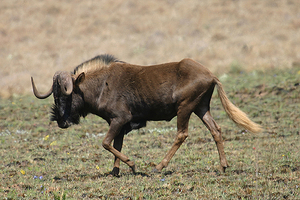 Black Wildebeest