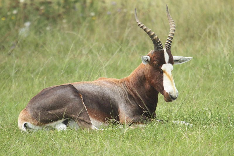 Blesbok by Mick Dryden