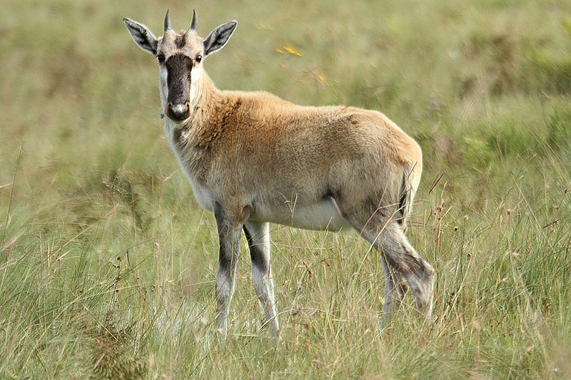 Blesbok by Mick Dryden