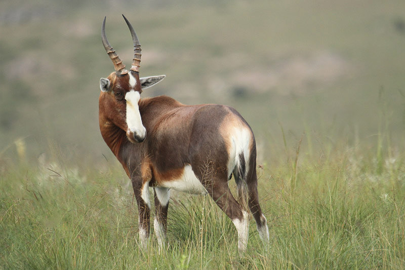Blesbok by Mick Dryden