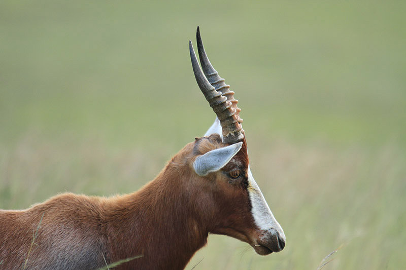 Blesbok by Mick Dryden