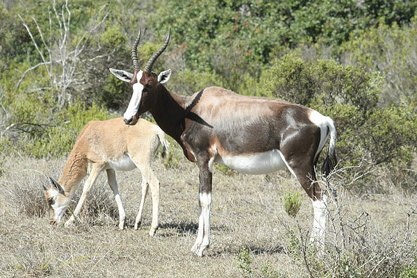 Bontebok by Mick Dryden