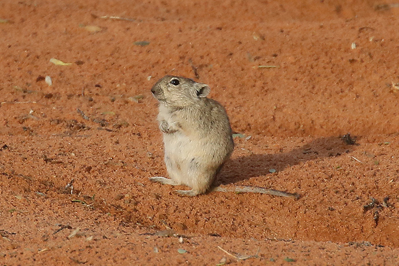 Brandts Whistling Rat by Mick Dryden