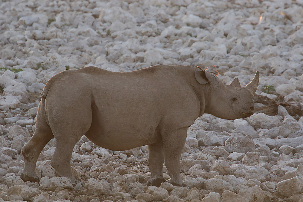 Black Rhinoceros by Mick Dryden