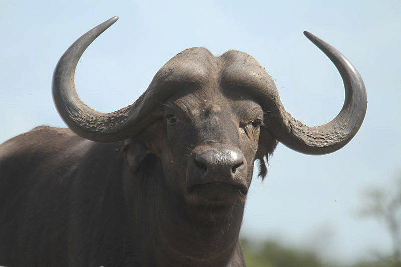 Cape Buffalo by Mick Dryden