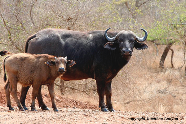 Cape Buffalo by Jonathan Lanyon