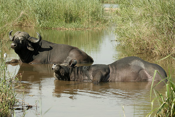 Cape Buffalo by Mick Dryden