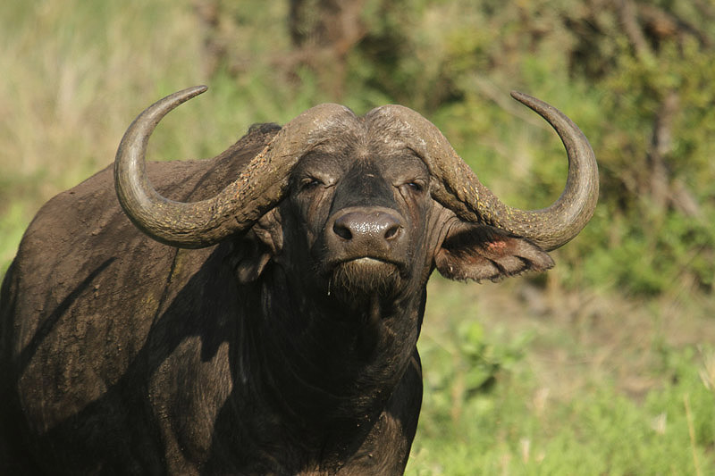 Buffalo by Mick Dryden