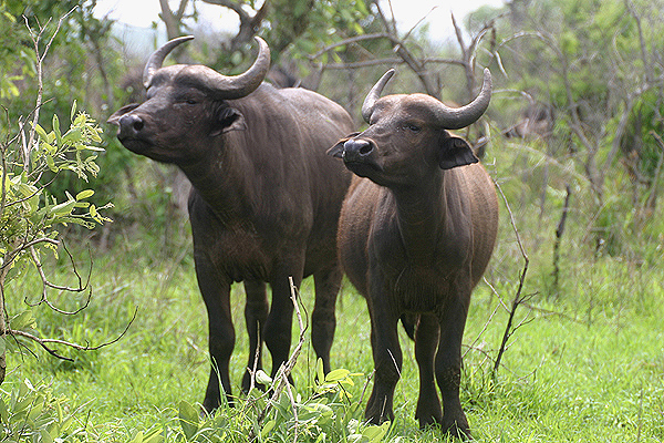 Buffalo by Mick Dryden