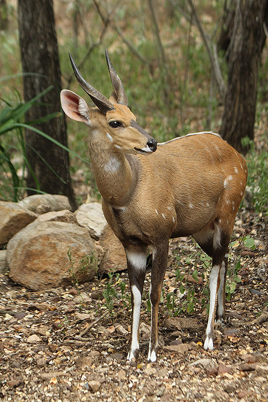 Bushbuck by Mick Dryden