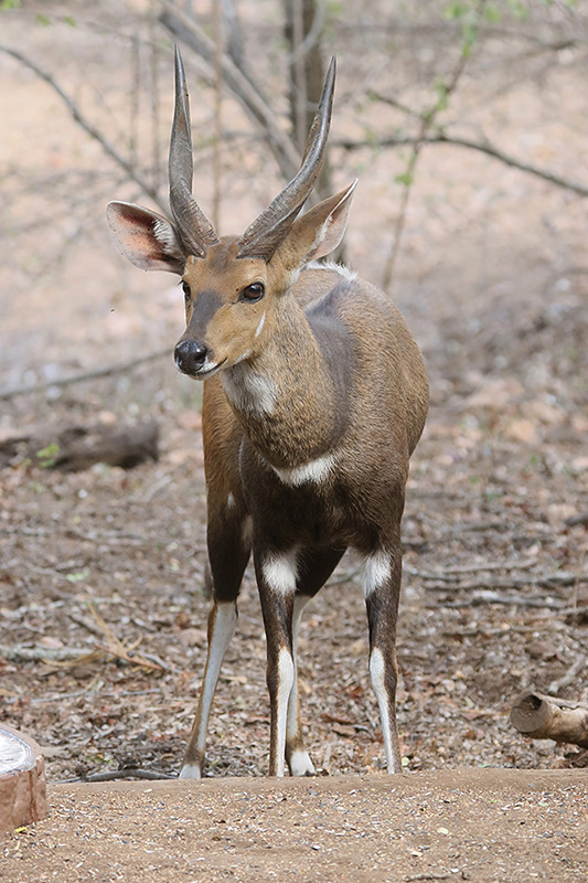 Bushbuck by Mick Dryden