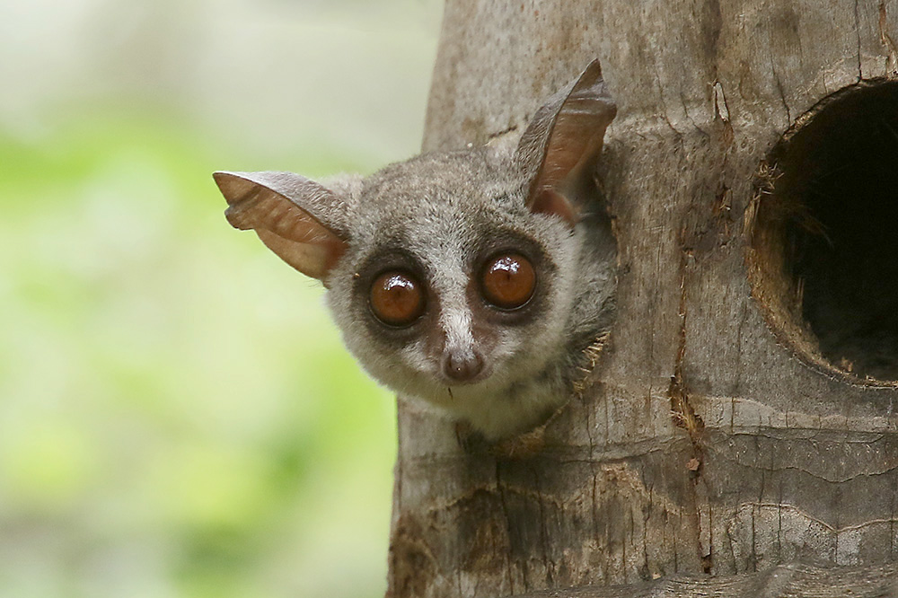 Bush Baby by Mick Dryden