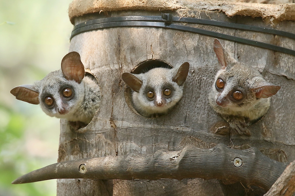 Bush Baby by Mick Dryden