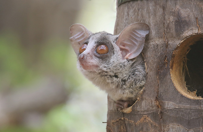 Bush Baby by Mick Dryden