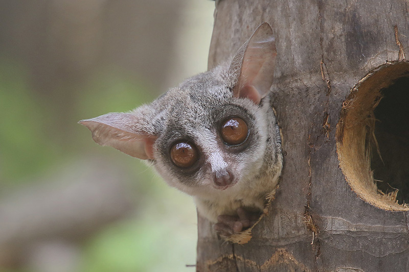 Bushbaby by Mick Dryden