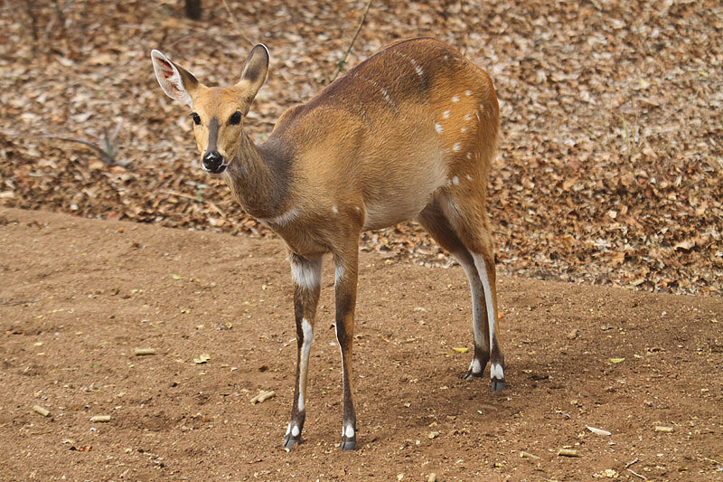 Bushbuck by Mick Dryden