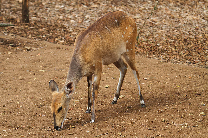 Bushbuck by Mick Dryden