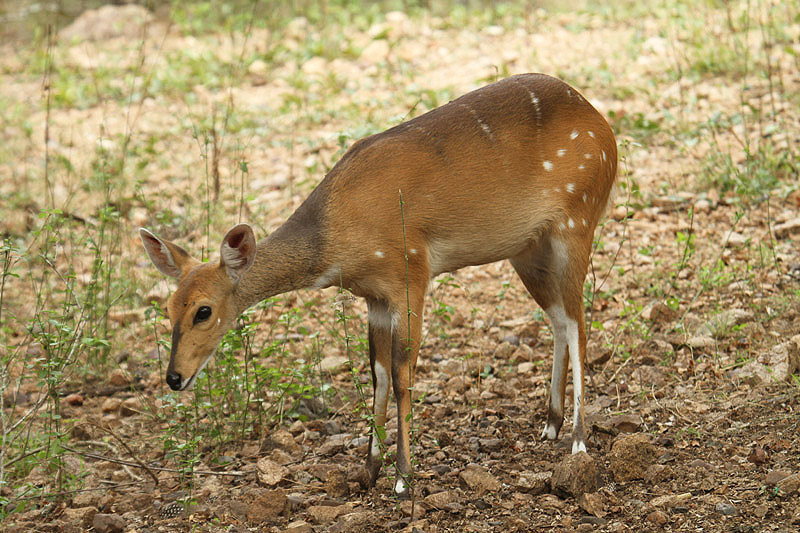 Bushbuck by Mick Dryden