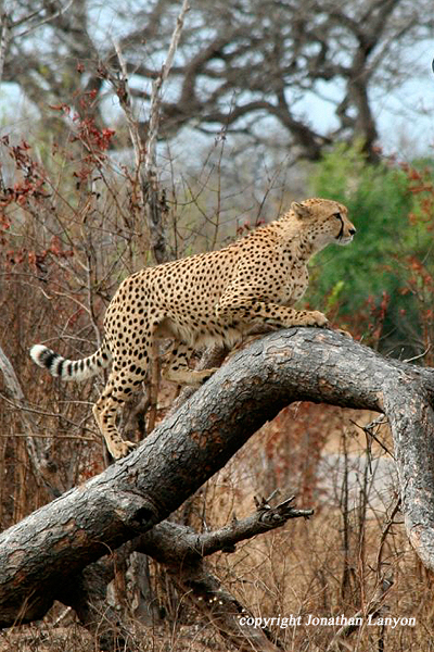 Cheetah by Jonathan Lanyon