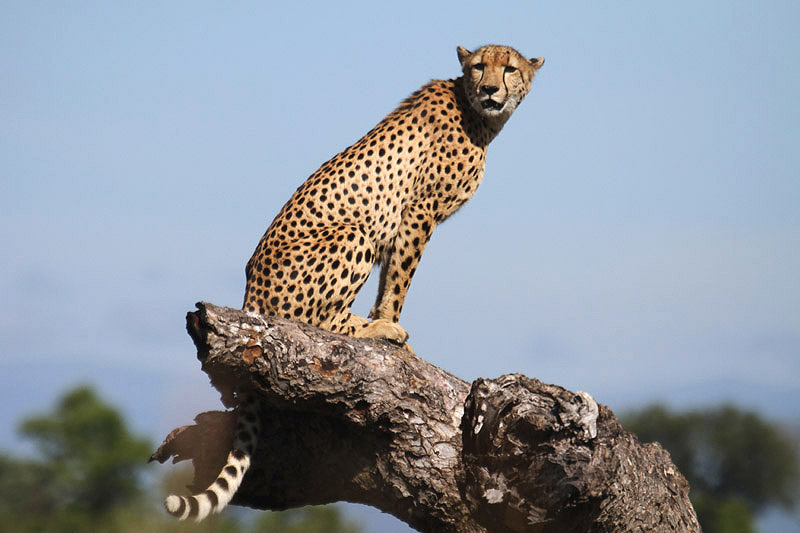 Cheetah by Mick Dryden